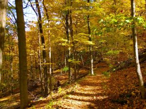 A hiking trail in the fall.