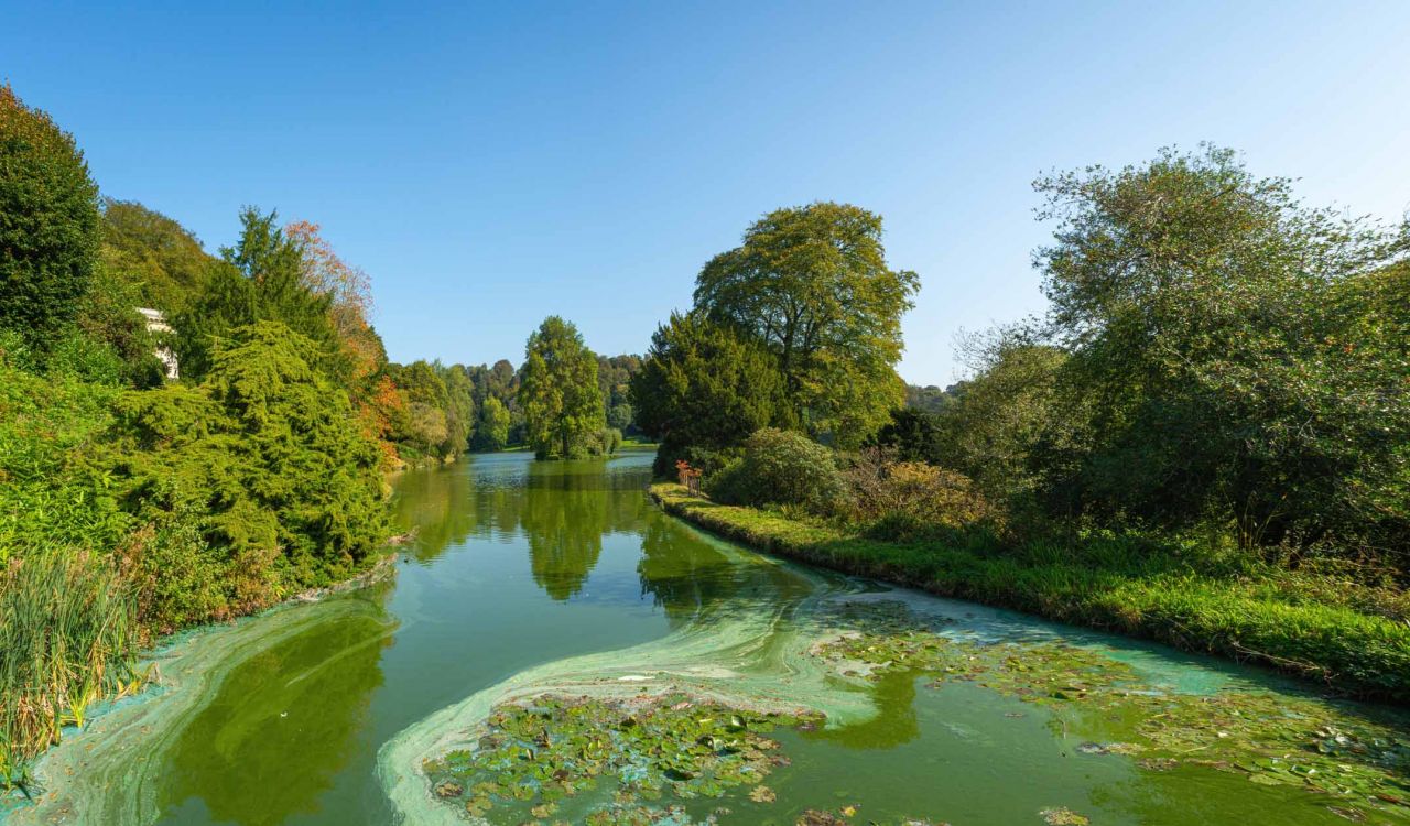 Green algae on a body of water with trees in the background.