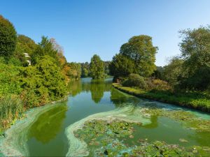 Green algae on a body of water with trees in the background.