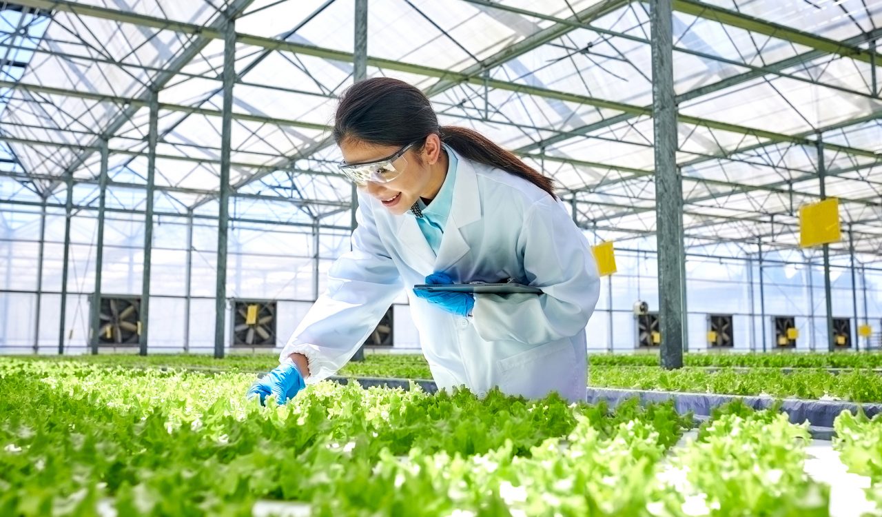 A researcher looks over a row of green plants in a greenhouse.