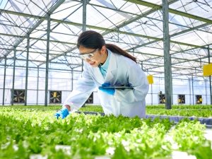 A researcher looks over a row of green plants in a greenhouse.