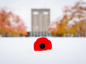 A red poppy lies in the snow with a tower rising in the background.