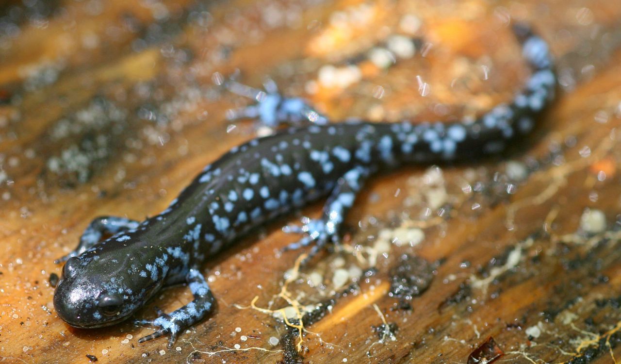A close-up of a blue-spotted salamander.