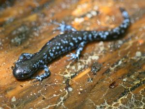 A close-up of a blue-spotted salamander.
