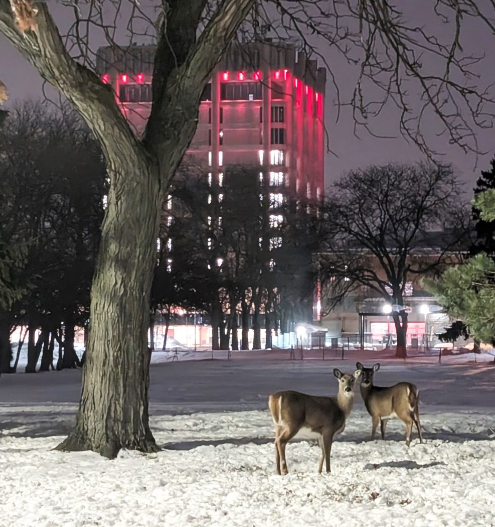 Two deer stand outside in the snow on a university campus. A tall building with glowing red lights stands in the background.