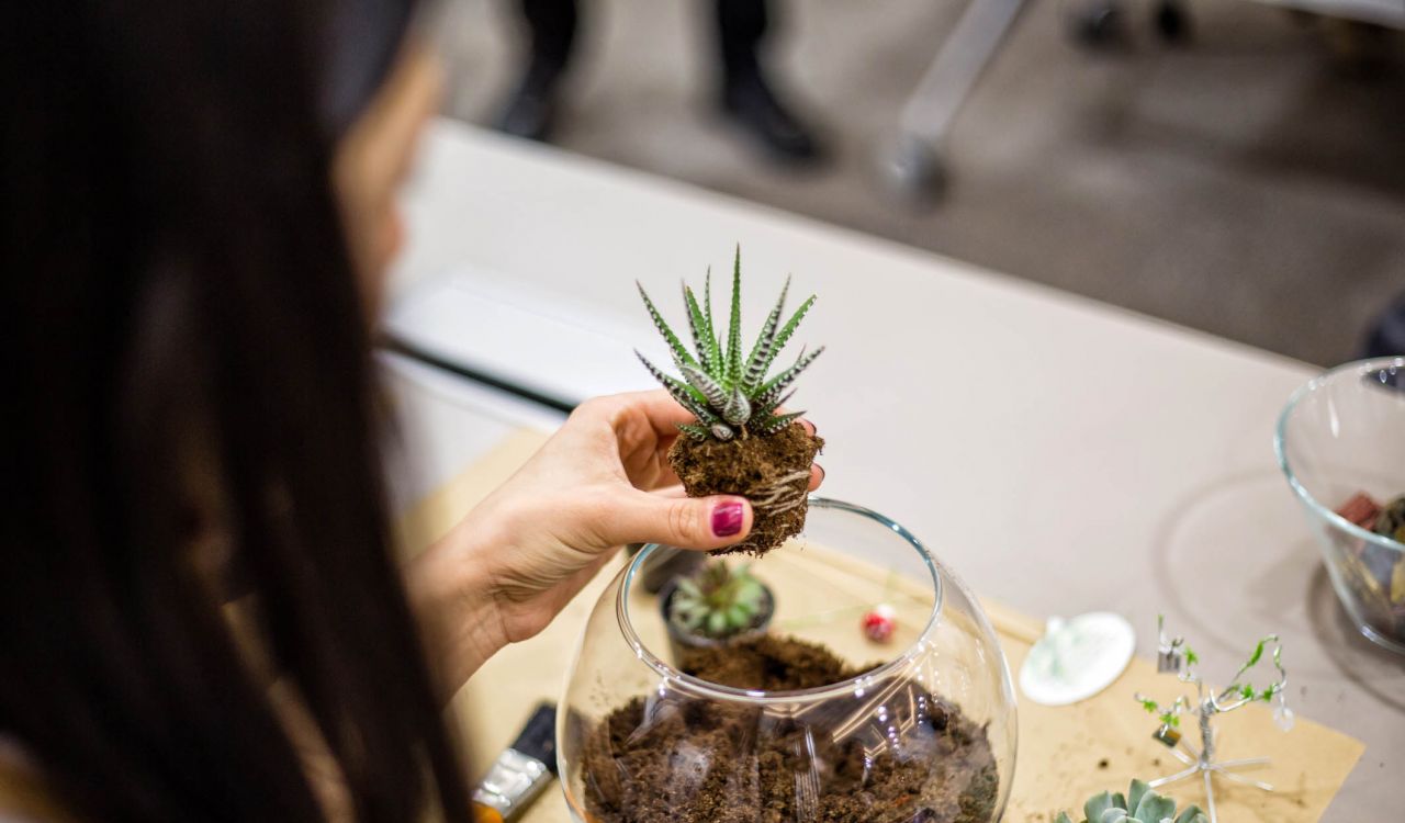 A person plants a small succulent plant in a glass jar.
