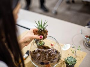 A person plants a small succulent plant in a glass jar.