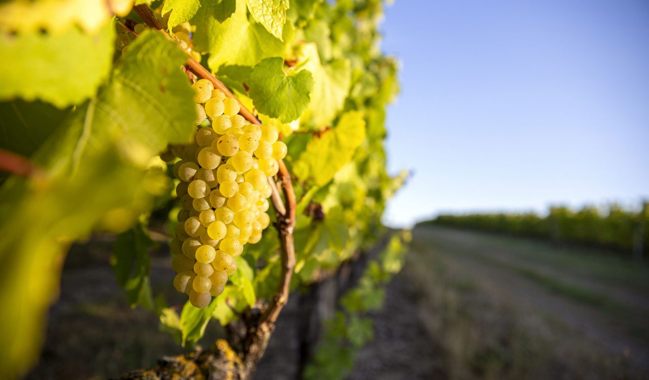 Close-up of a bunch of a grapes on a vine with a sunny sky in the background.