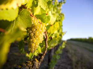 Close-up of a bunch of a grapes on a vine with a sunny sky in the background.