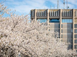 Cherry blossom trees in full bloom partially frame a tall concrete campus building under a bright blue sky.
