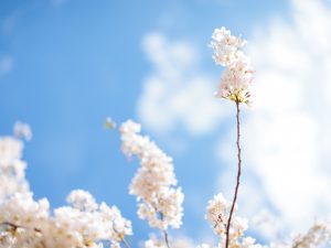 A single cherry blossom branch in sharp focus stands against a soft blue sky and blurred building in the background.