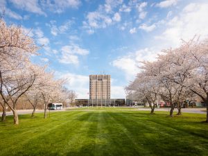 A wide view of a campus lawn lined with blooming cherry trees leading toward a tall central building beneath a partly cloudy sky.