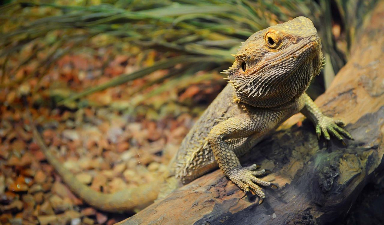 One bearded dragon leaning against a log in a terrarium and looking at the camera.