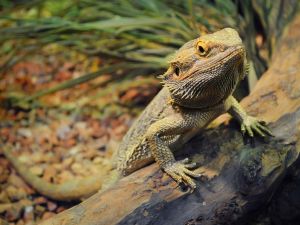 One bearded dragon leaning against a log in a terrarium and looking at the camera.