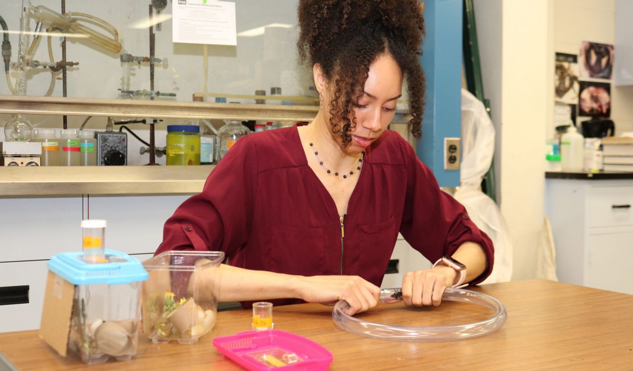 Lyllian Corbin sits at a table, gripping two ends of a circular plastic tube, with laboratory shelves in the background. Or: Lyllian Corbin sits at a table, holding a plastic bottle with a bee she is placing into a circular plastic tube, with laboratory shelves in the background.
