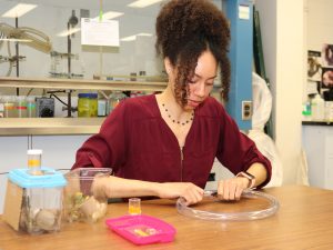 Lyllian Corbin sits at a table, gripping two ends of a circular plastic tube, with laboratory shelves in the background. Or: Lyllian Corbin sits at a table, holding a plastic bottle with a bee she is placing into a circular plastic tube, with laboratory shelves in the background.
