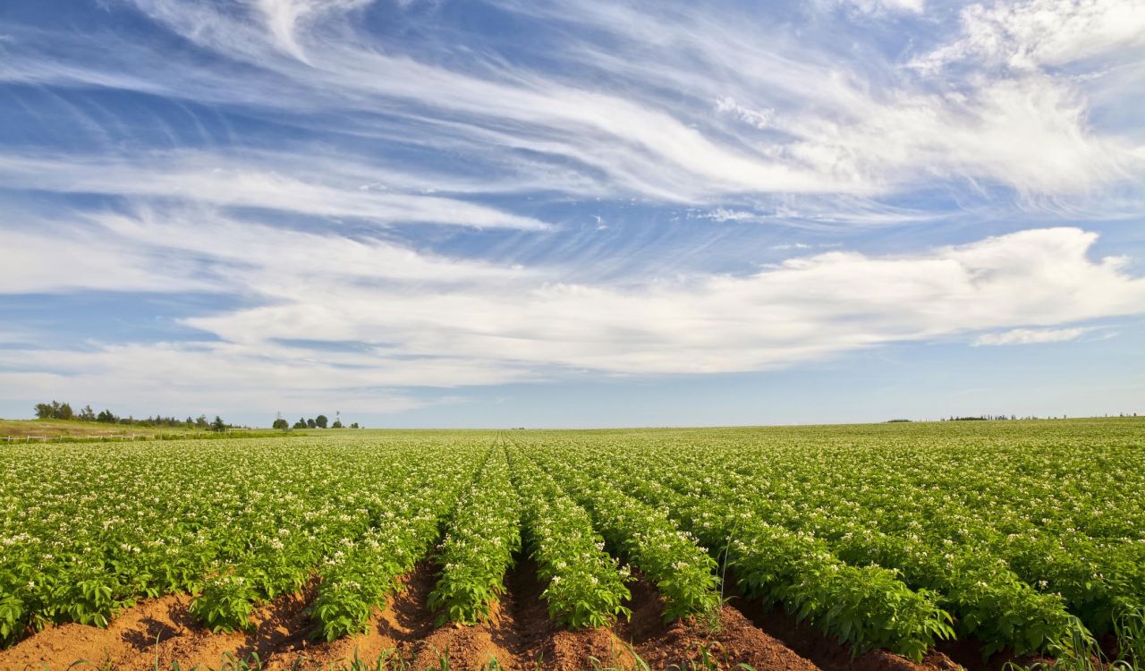 A potato field in rural Prince Edward Island.