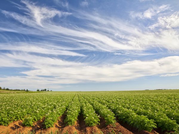 A potato field in rural Prince Edward Island.