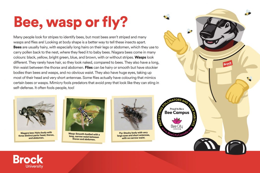 A graphic explains how to identify if an insect is a bee, wasp or fly.