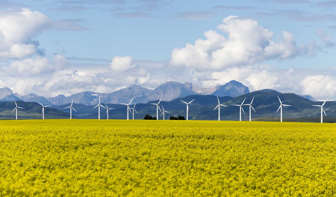 A yellow crop with wind turbines and mountains in the background.