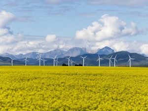 A yellow crop with wind turbines and mountains in the background.