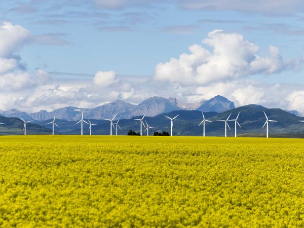 A yellow crop with wind turbines and mountains in the background.