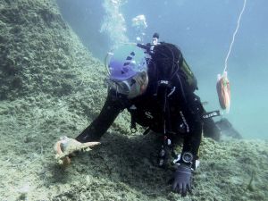 A scuba diver examines an item located on the bottom of a sea bed.