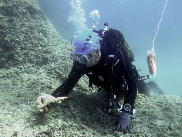 A scuba diver examines an item located on the bottom of a sea bed.