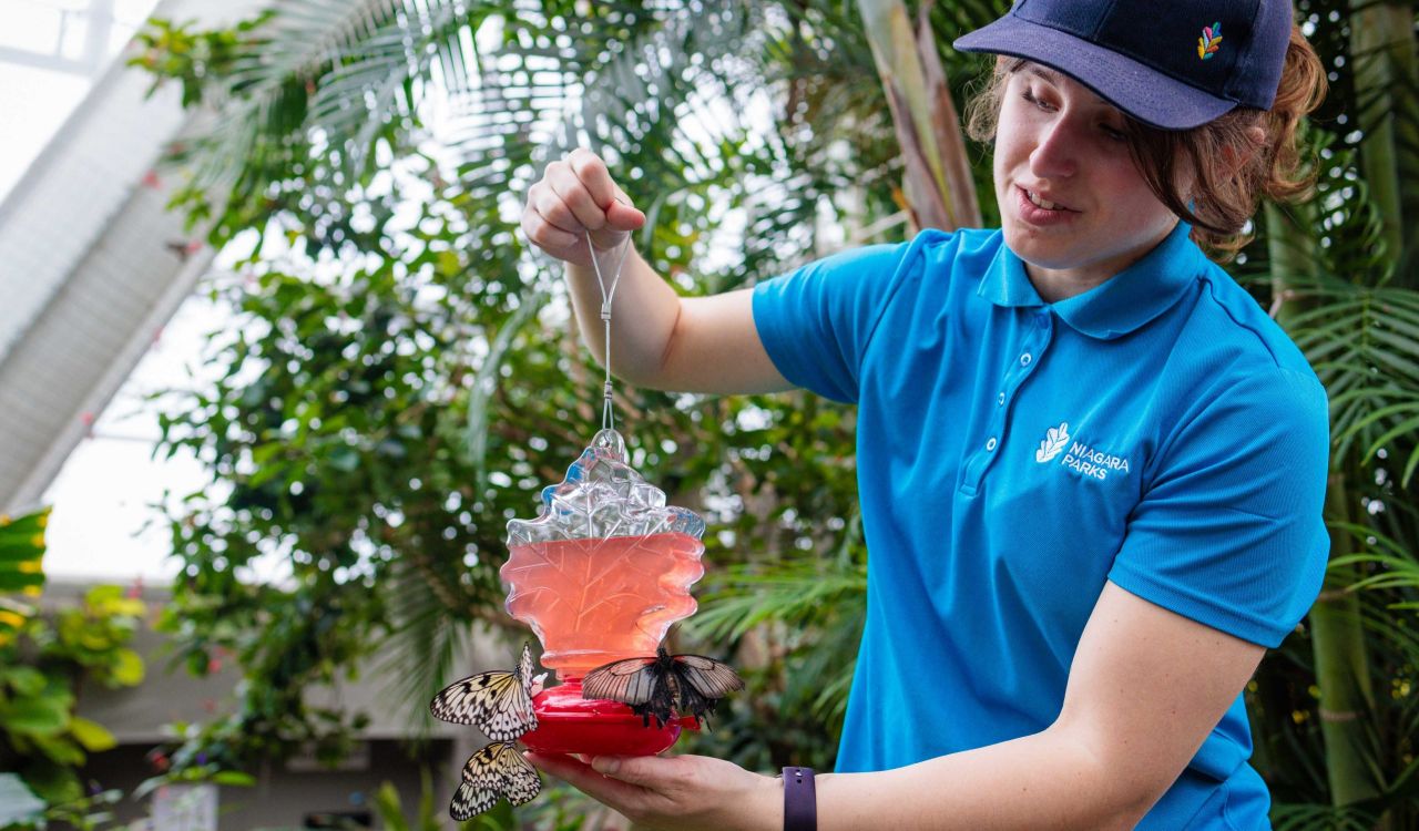 A young woman holds a butterfly feeder while butterflies fly around her and eat in a conservatory.