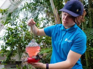A young woman holds a butterfly feeder while butterflies fly around her and eat in a conservatory.