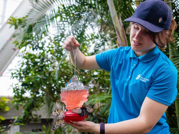 A young woman holds a butterfly feeder while butterflies fly around her and eat in a conservatory.