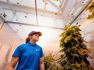A young woman stands beside plants while butterflies fly around her in a conservatory.