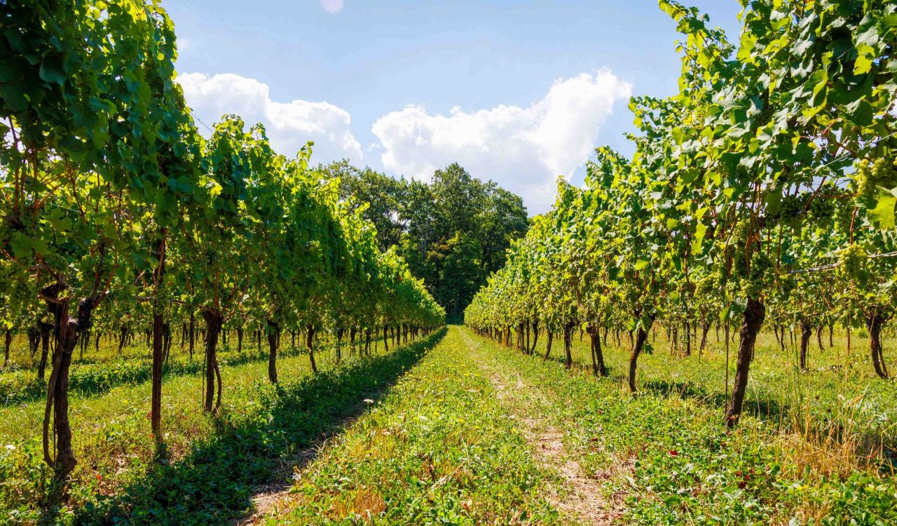 Rows of vineyards under a blue sky.