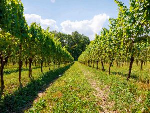 Rows of vineyards under a blue sky.