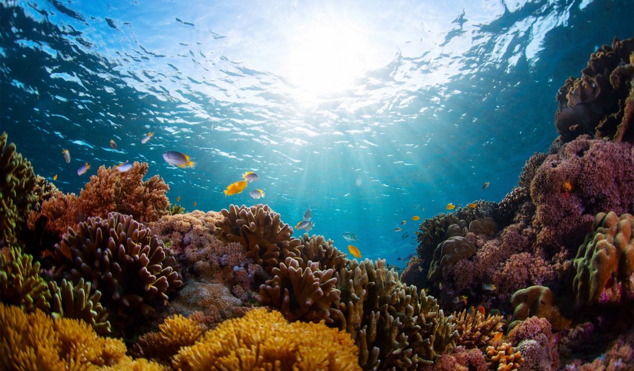 An underwater shot of a vivid coral reef with fish swimming around it.