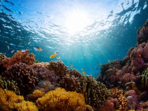 An underwater shot of a vivid coral reef with fish swimming around it.