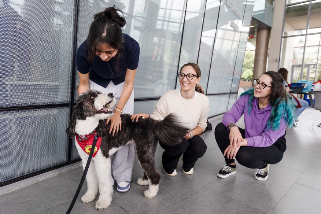 A woman stands overtop of a dog looking down while petting him as he happily looks up. Two people crouch nearby, one petting the dog's back.