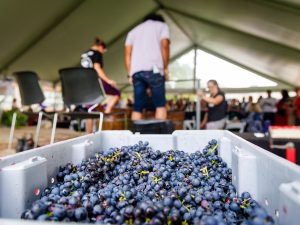 A bin of dark purple grapes in the foreground, with people grape stomping in wooden barrels under a tent behind it.