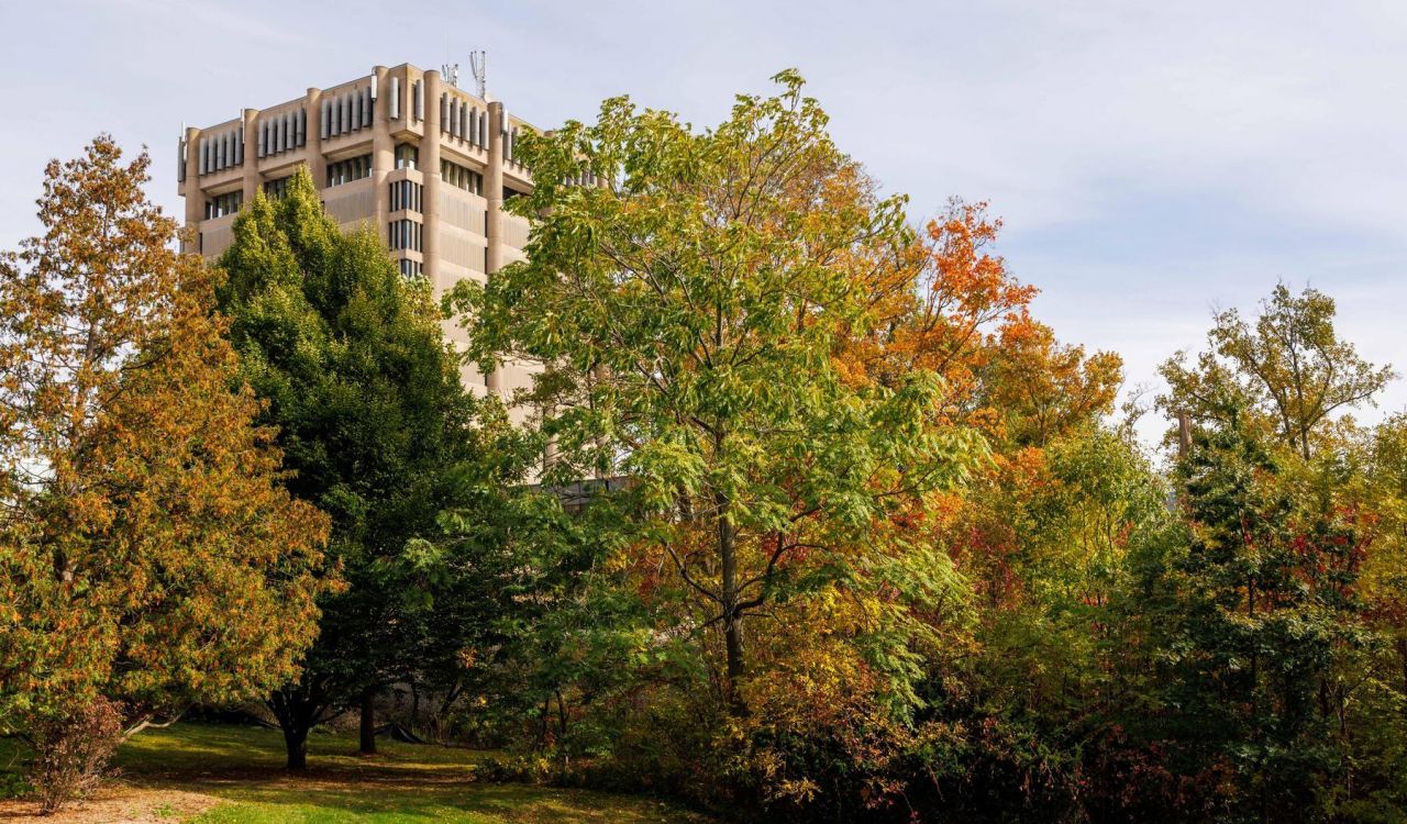 Trees in front of the Schmon Tower at Brock University.