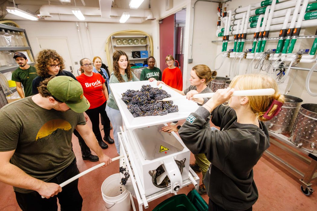 Students make wine in a Brock University winemaking lab.
