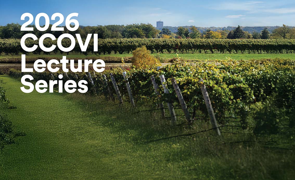 A wide, sunlit view of a lush green vineyard stretching toward a distant treeline and a clear blue sky. 