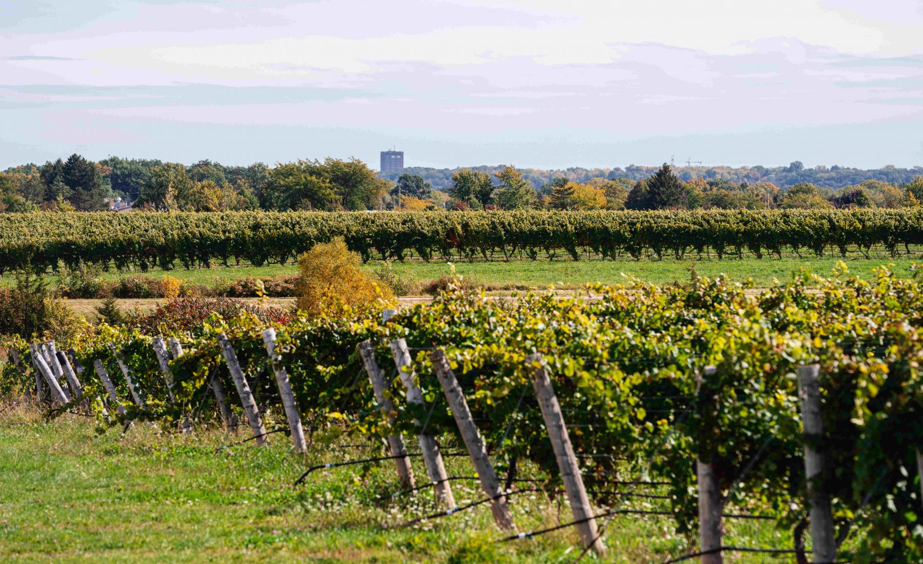 Vineyard featuring autumnal colours and Brock tower in the distance 