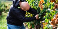 Viticulture