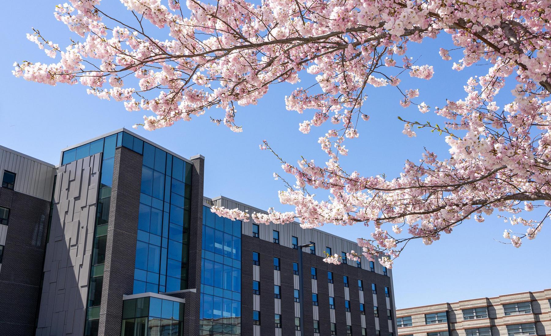 Residence 8 in left foreground of image. Cherry blossom tree in top right corner, close-up.