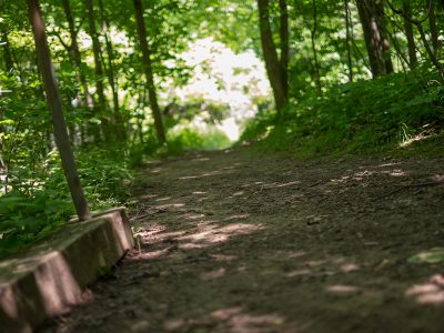 forest path with trees
