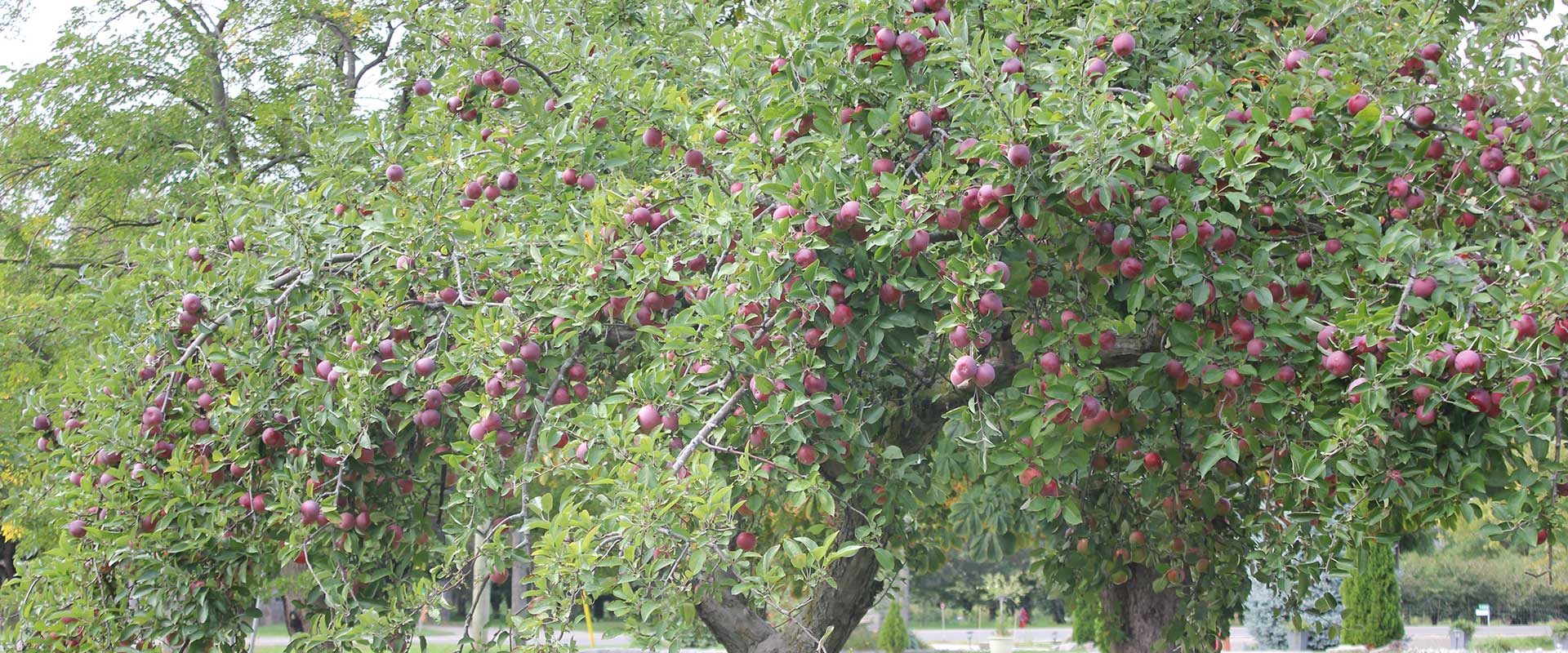leafy apple tree bearing apples