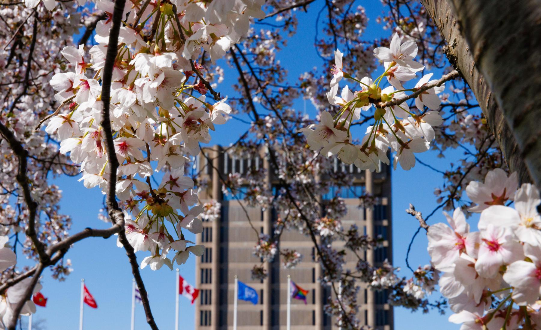 Cherry blossoms in full bloom in front of Schmon Tower at Brock University. 