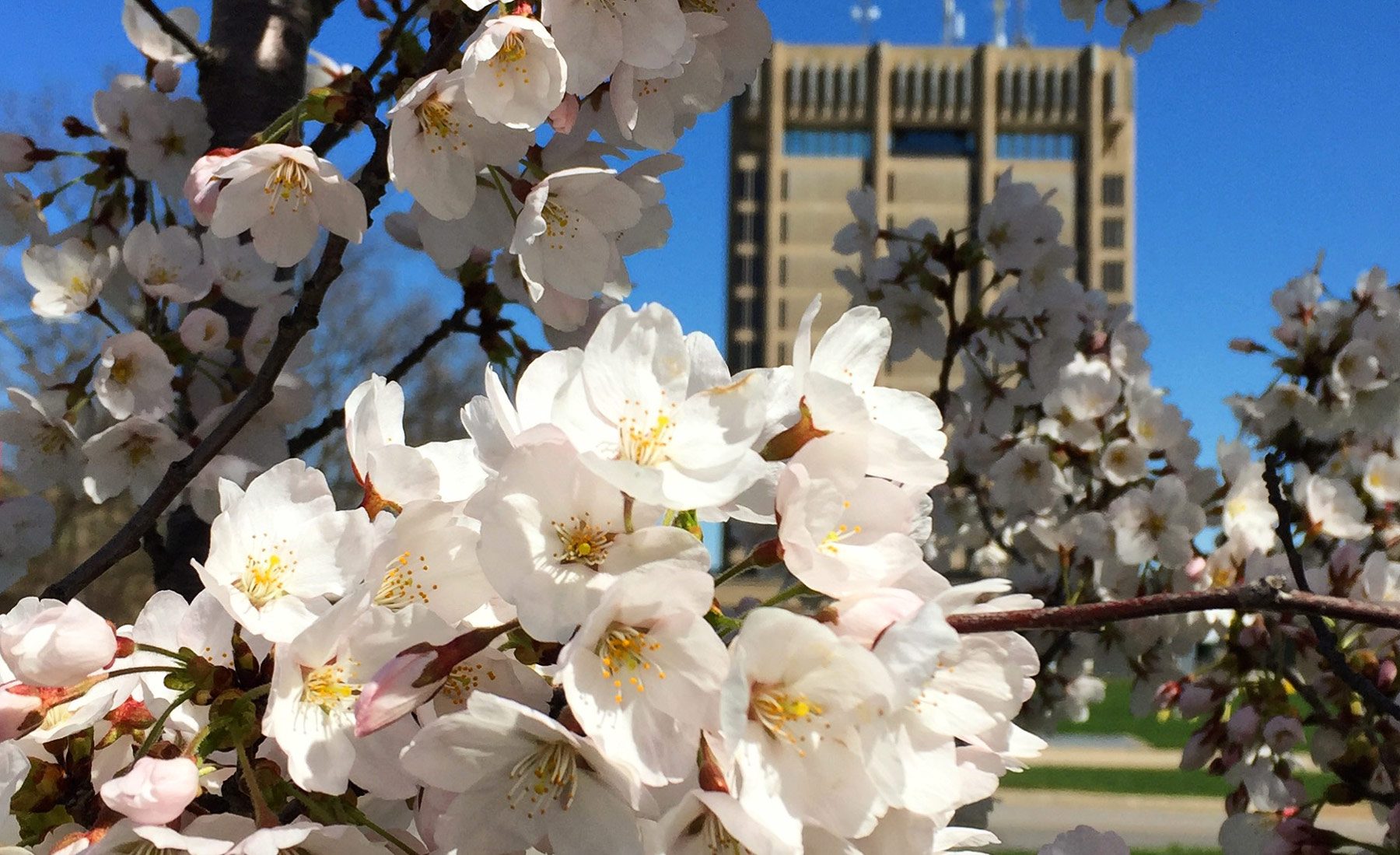 Cherry blossoms in front of Schmon Tower at Brock University