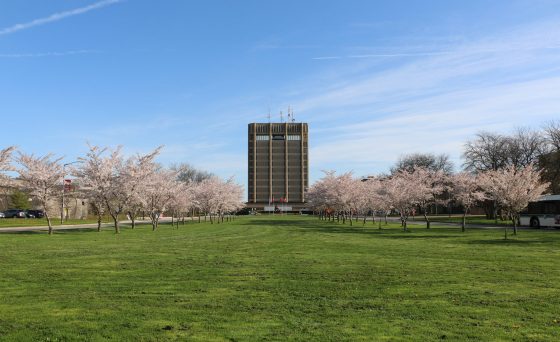 Schmon Tower at Brock University with blooming trees