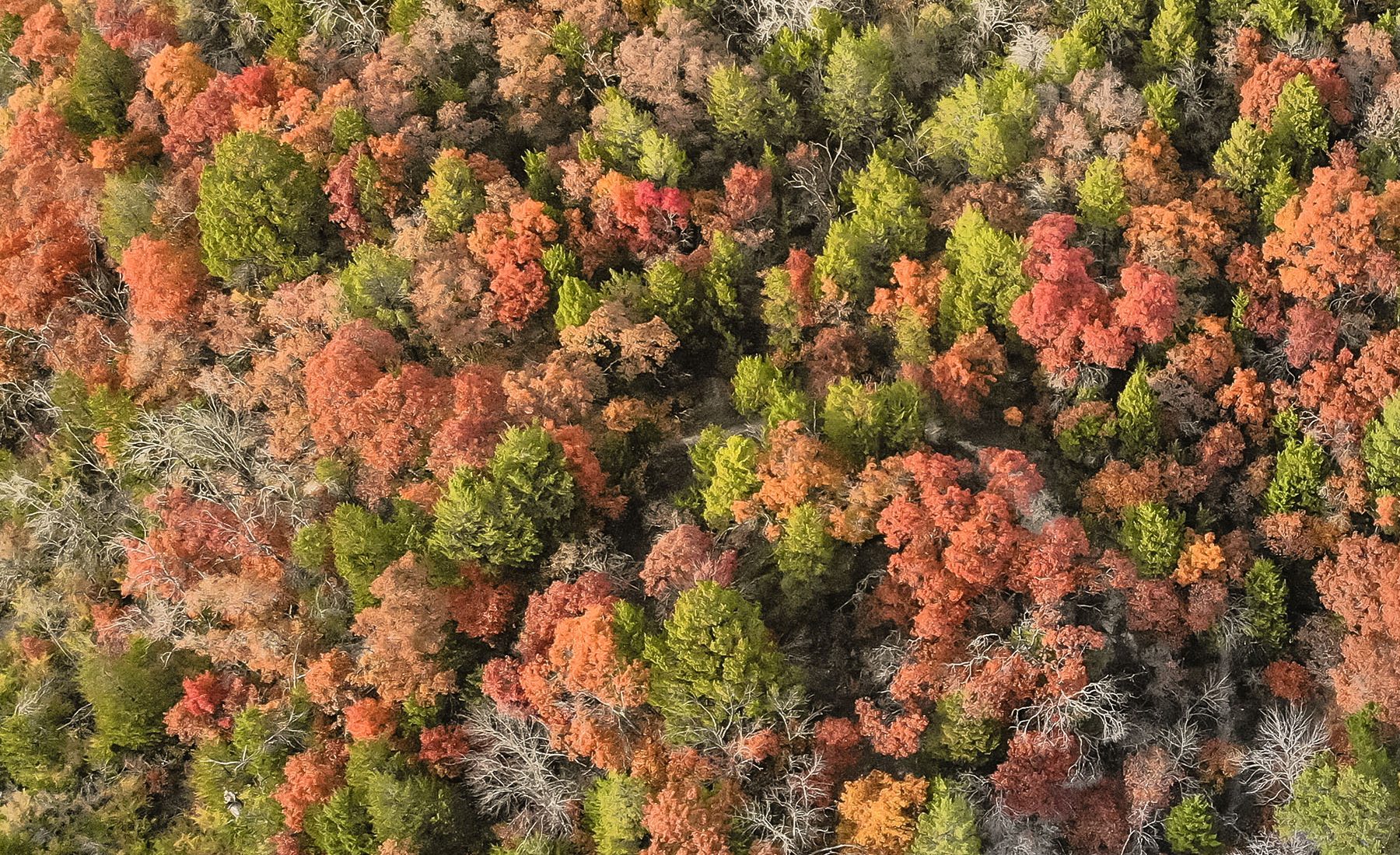 Photo of fall tree canopy. 